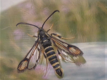 Six-belted Clearwing moth