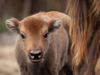 bison calf wilder blean - Donovan Wright