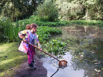 Young child wearing boots and a raincoat dips a net into a river to explore the creatures that live there