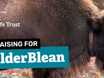 bison benefactor fundraising facebook banner