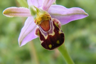 Bee Orchid by Nicky Kitchingham
