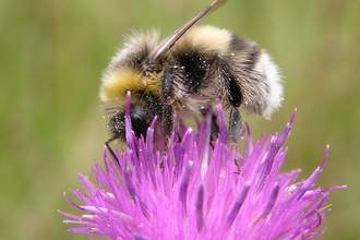Bumblebee on knapweed, photo by Richard Moyse