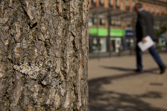 Peppered moth on tree in urban street, photo by Paul Hobson