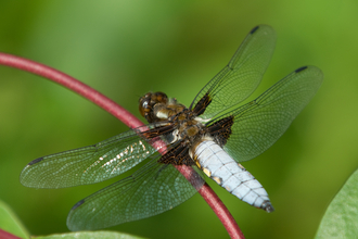 Male broad bodied chaser dragonfly, photo by Steve Weeks