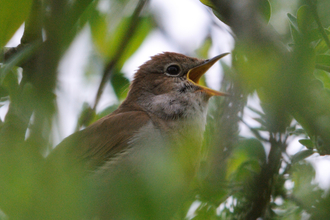 Nightingale, photo by Amy Lewis