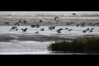 Birds at Pegwell Bay, photo by Russell Miles