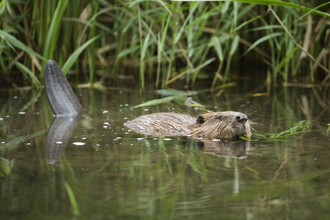beaver ham fen swimming