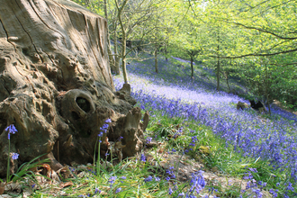 Bluebells in woodland, photo by Denise Peters