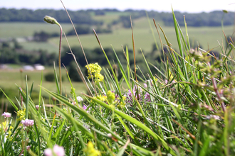 Photo of chalk grassland by D. Attwood