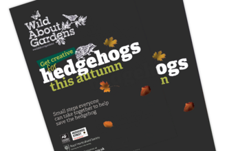 Hedgehog Autumn Guide