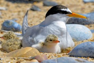 Adult tern with chicks