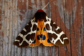 Garden Tiger moth 