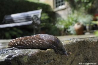 Slug in garden