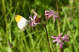 Orange-tip butterfly on Ragged-Robin - photograph by P Brook