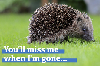 Hedgehog banner - You'll miss me when I'm gone