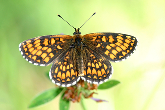 Colour photo of dark brown and orange heath fritillary butterfly  