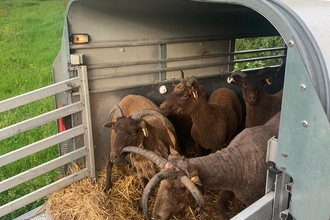 Goats eating hay in an open trailer