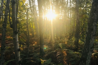 Sun through Blean Woods