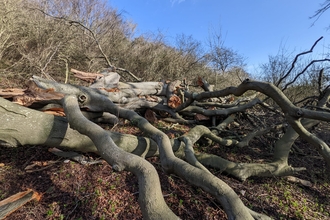 Storm damage at a Kent Wildlife Trust reserve