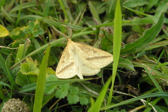 Straw Belle Moth on grass at Lydden Temple Ewan