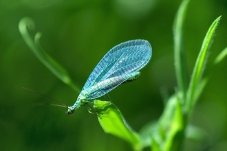 Blue Lacewing on green plant