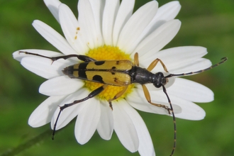 Flower beetle on Ox-eye daisy by Anne Rowe at Queendown 
