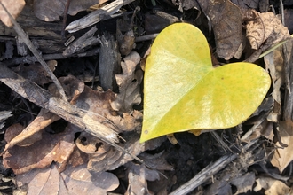 Heart Shaped Leaf on Forest Floor in Blean
