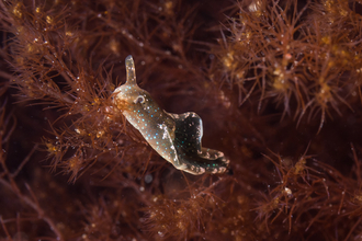 Solar-powered sea slug