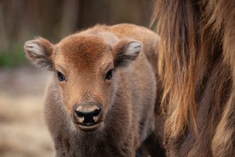 bison calf wilder blean - Donovan Wright