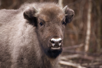 Bison calf by Donovan Wright