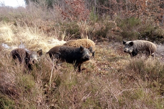 Iron-Age Pigs in West Blean and Thornden Woods