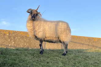 Shetland X sheep
