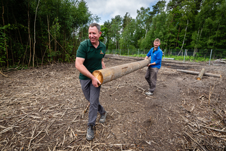 Bison rangers Don and Tom are carrying a large trunk of wood in the Blean Forest.