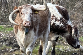 Longhorn cattle in West Blean and Thornden Woods