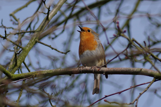 Robin singing while perched on a branch