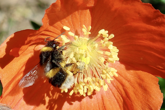 Buff-tailed bumblebee on welsh poppy