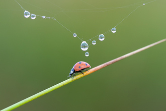 Ladybird crawling down a blade of grass with dew drops hanging off of a spider's web above it