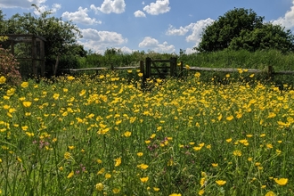 Mini meadow full of yellow poppy-like flowers on a nice sunny day. There is a gate in the background