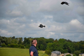 Paul and chough release