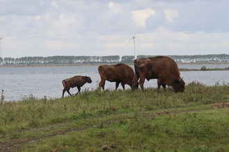 3 bison, 2 adults and 1 calf roaming along the grassland