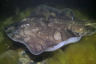 Undulate ray swimming on the bottom of the ocean floor