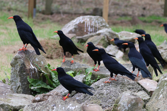 Choughs in the flocking aviary at Paradise Park in Cornwall
