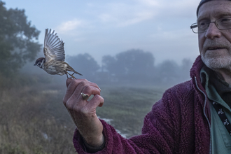 Ray Morris of Marden Wildlife Group releasing a bird during after ringing and recording