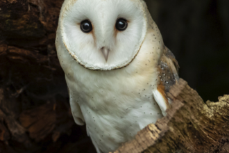 Close up of barn owl looking at camera whilst perched in a wooden hollow