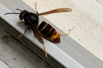 Asian hornet with it's distinctive yellow legs and single orange bank on its abdomen