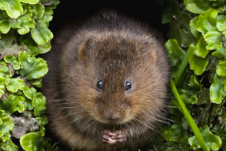 water vole in hole by the water surrounded by aquatic plants covering his burrow entrance