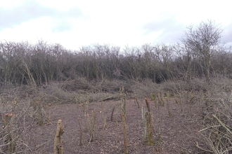 Coppice plot after coppicing showing the stumps of trees left behind