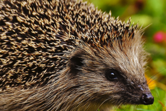 Close up of a hedgehog on the ground