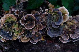 A profusion of Trametes versicolor (turkey tail) fungus on a log displaying many colours