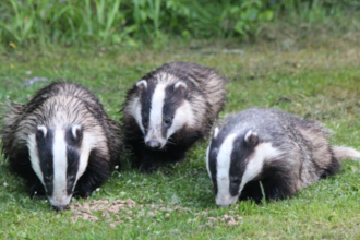 Badger set out in the day time snuffling on the grass for food